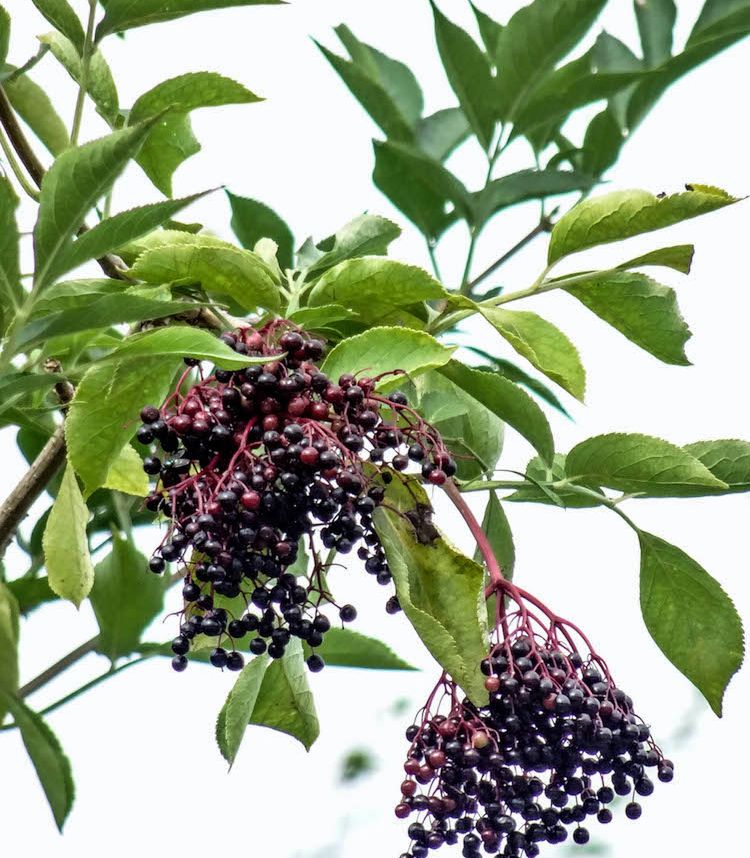 Saúco, fruto