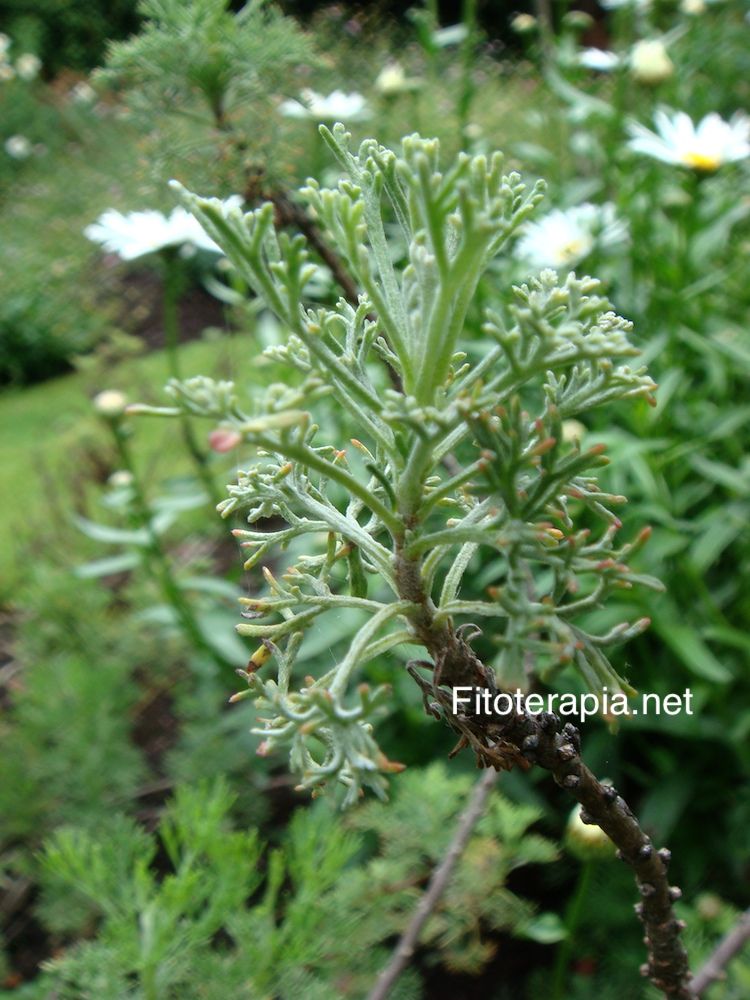 <i>Artemisia abrotanum</i>