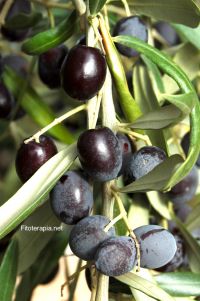 Actividad antihiperglicémica de los triterpenos aislados del olivo