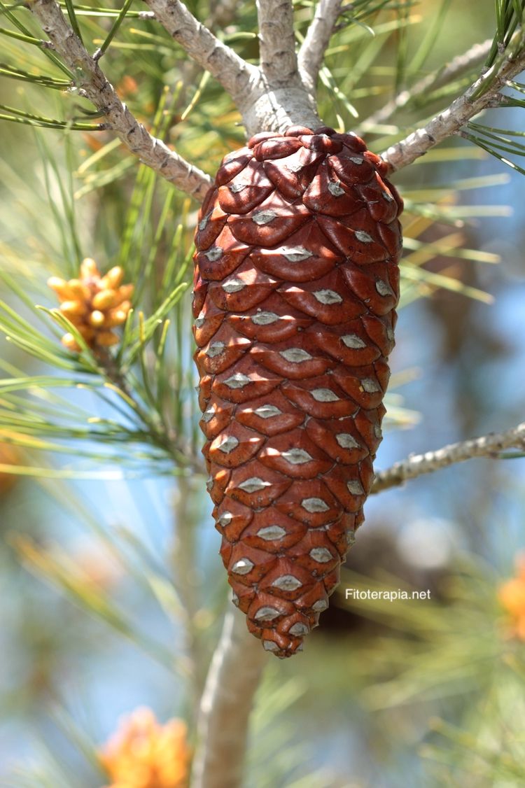 <i>Pinus halepensis</i>
