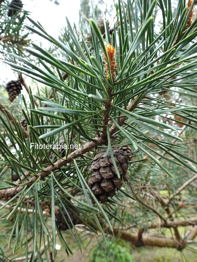 <i>Pinus sylvestris</i>