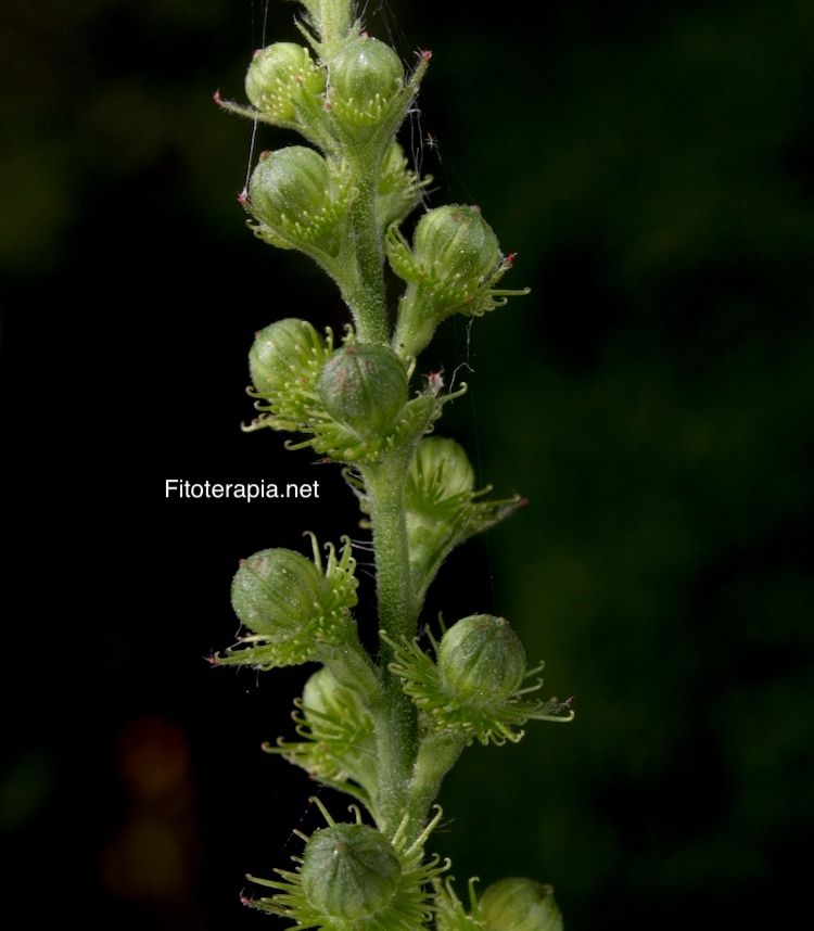 <i>Agrimonia eupatoria</i>