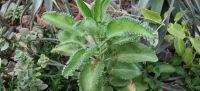 <i>Bryophyllum pinnatum</i> para en el tratamiento de la vejiga hiperactiva 