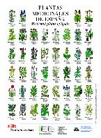 Plantas Medicinales de España, Medicinal Plants of Spain (Poster). Dupont. 