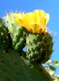 Nopal