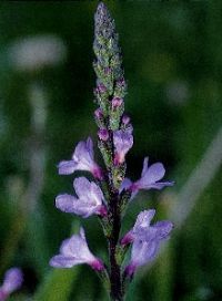 Verbena