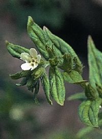Mijo del sol