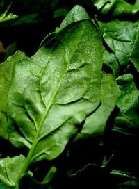 Espinaca