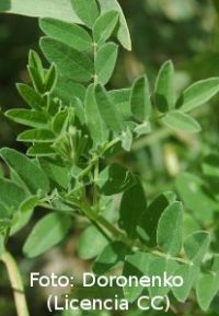 Plantas de la medicina china para reducir efectos adversos de la terapia hormonal