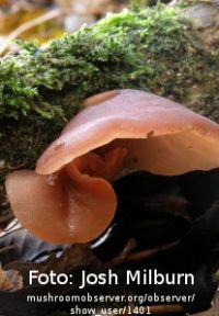 Auricularia