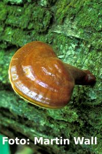 Reishi