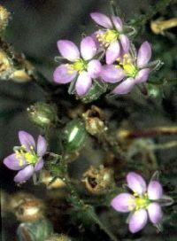 Arenaria roja