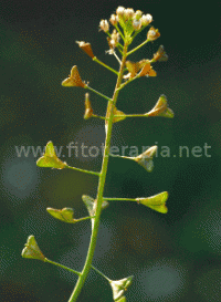 Combinación de plantas para el tratamiento de la vaginitis inespecífica
