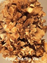 Maitake