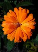 Avances farmacológicos no invasivos: el futuro del tratamiento de la retinopatía temprana