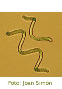 Spirulina, cuándo y cómo tomarla