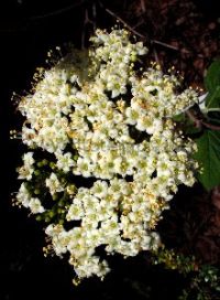 Lantana