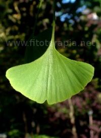 ¿Conoces el Ginkgo?