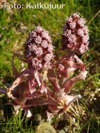 Petasites