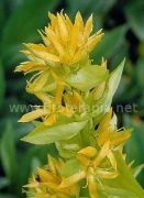 Los "amargos suecos" ¿elixir de la longevidad?