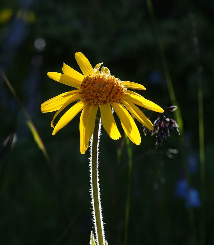 <i>Arnica montana</i>