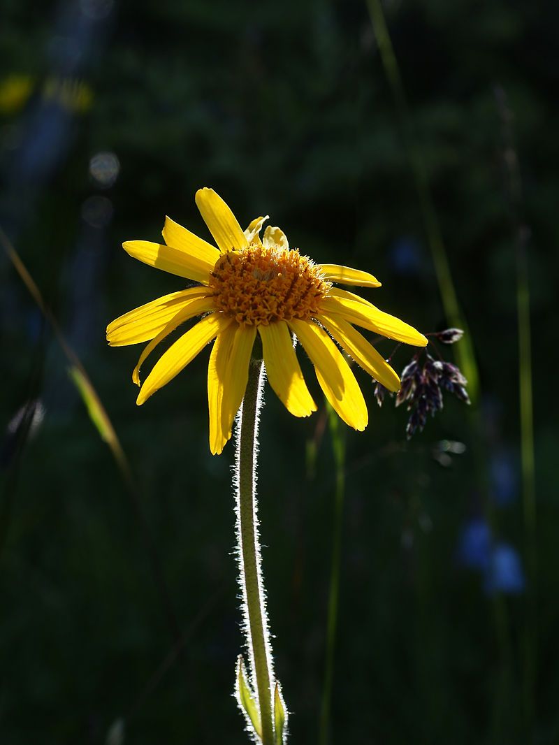 <i>Arnica montana</i>
