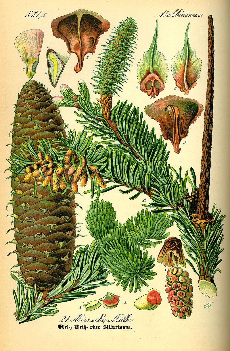 <i>Abies alba</i>