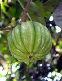 Combinación de garcinia y konjac para el tratamiento de dislipidemia asociada a la obesidad