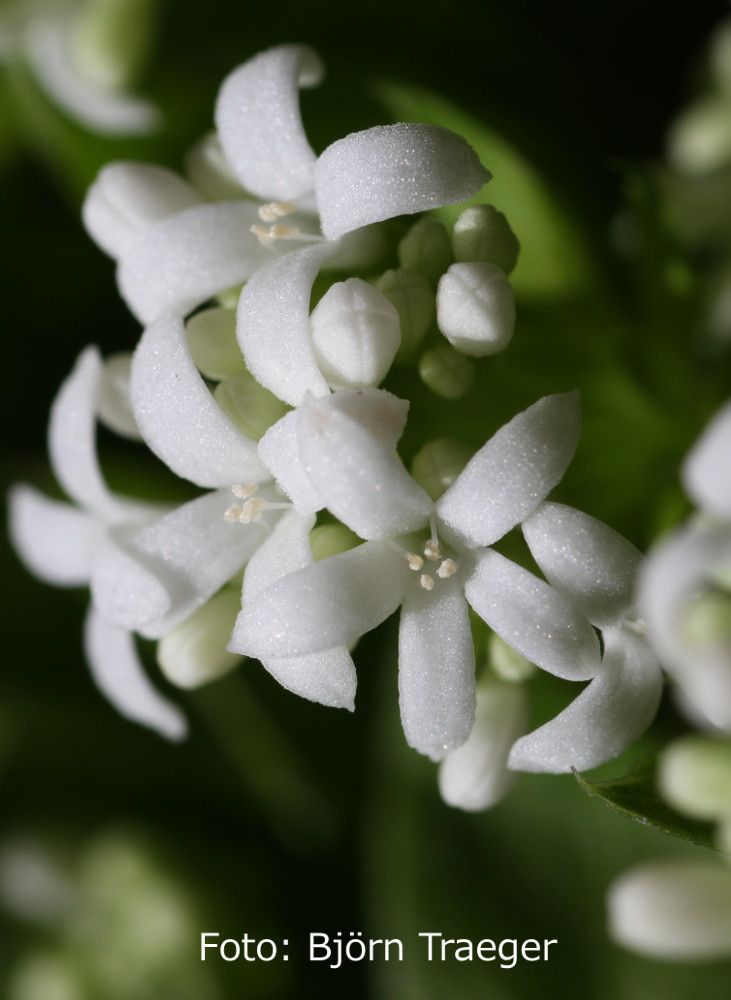 Aspérula olorosa