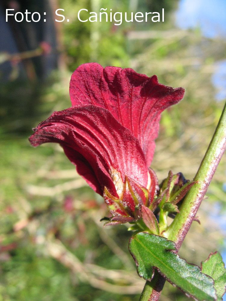 Hibisco