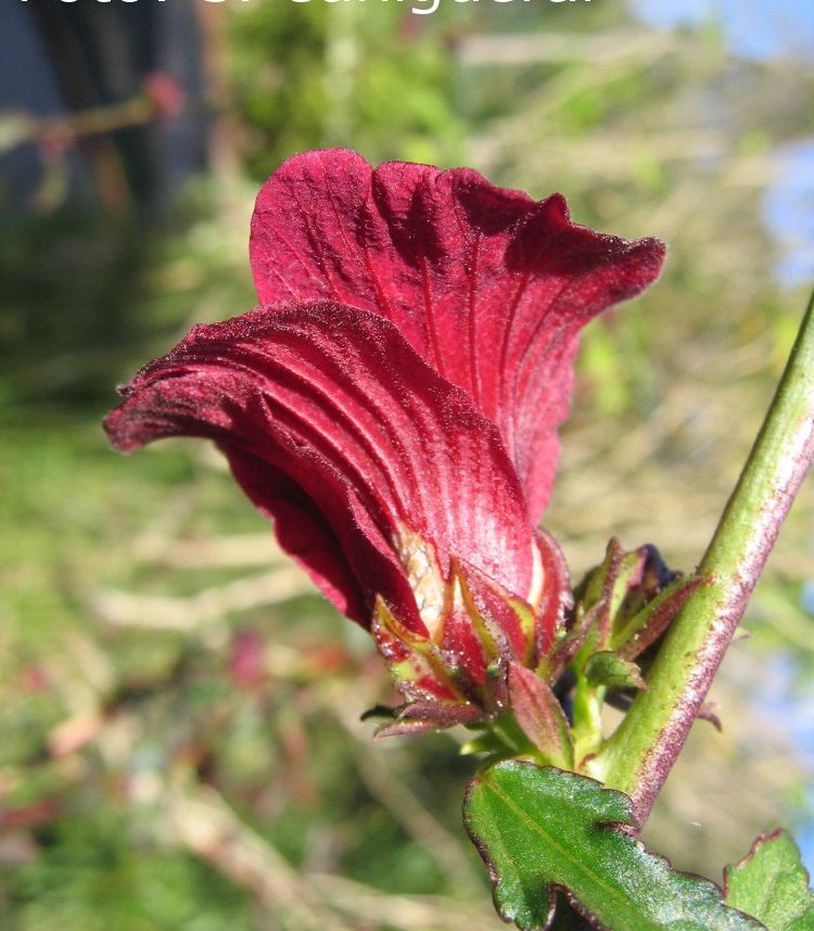 Hibisco