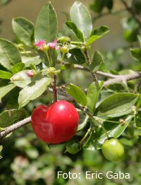 Acerola, cuándo y cómo tomarla