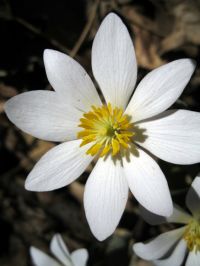 Sanguinaria canadiense