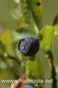 Un extracto de arándano muestra ser eficaz en el tratamiento de la sequedad ocular 