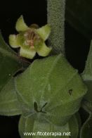 Plantas medicinales africanas frente al cáncer de mama triple negativo