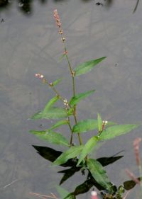 Efecto cognitivo de la persicaria menor