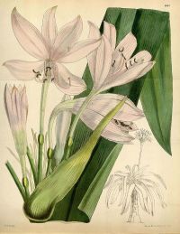  Beneficios para la memoria de <i>Crinum macowanii</i>