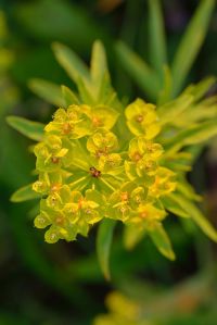  Importancia farmacológica del género <i>Euphorbia</i>