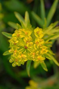  Importancia farmacológica del género <i>Euphorbia</i>
