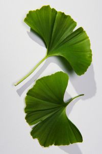 Comparación del extracto de ginkgo y del donepezilo en el tratamiento de la enfermedad de Alzheimer.
