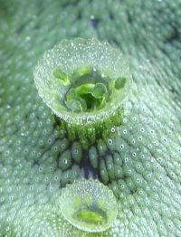 Interés medicinal de briofitos