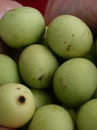 Seguridad y eficacia del aceite de nuez de marula