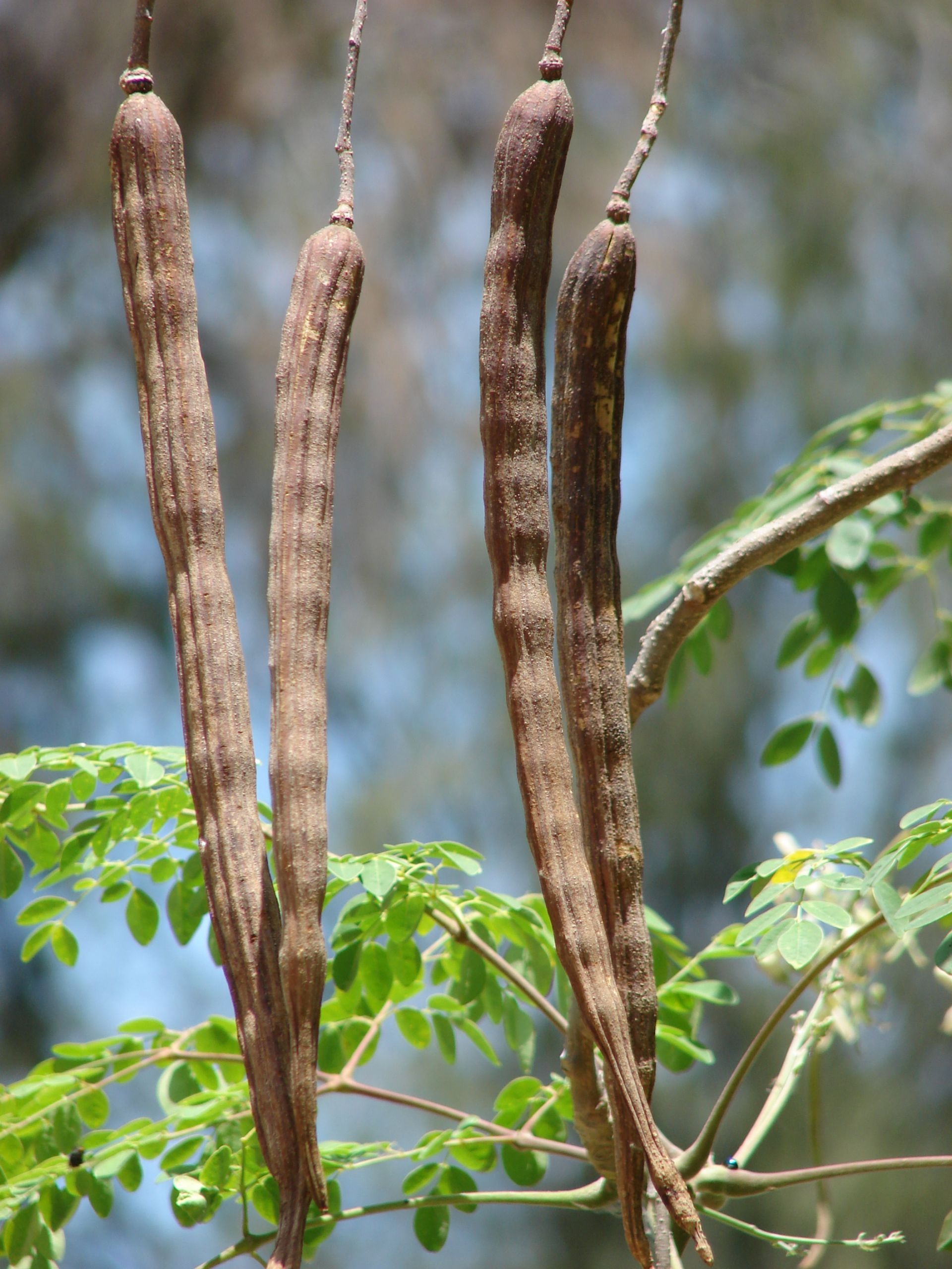 Moringa, fruto maduro