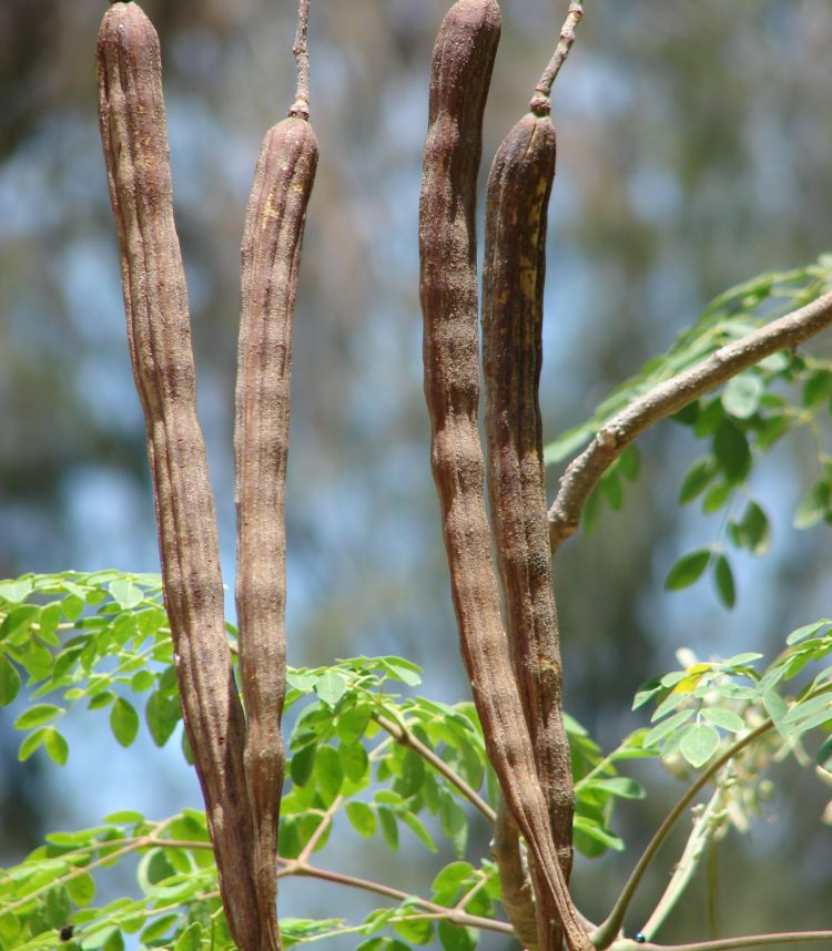 Moringa, fruto maduro