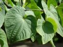 ¿Se acerca el fin de la prohibición de comercialización del kava?