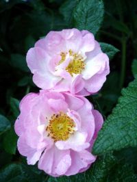 Efecto espasmolítico de las flores de <i>Rosa damascena</i>
