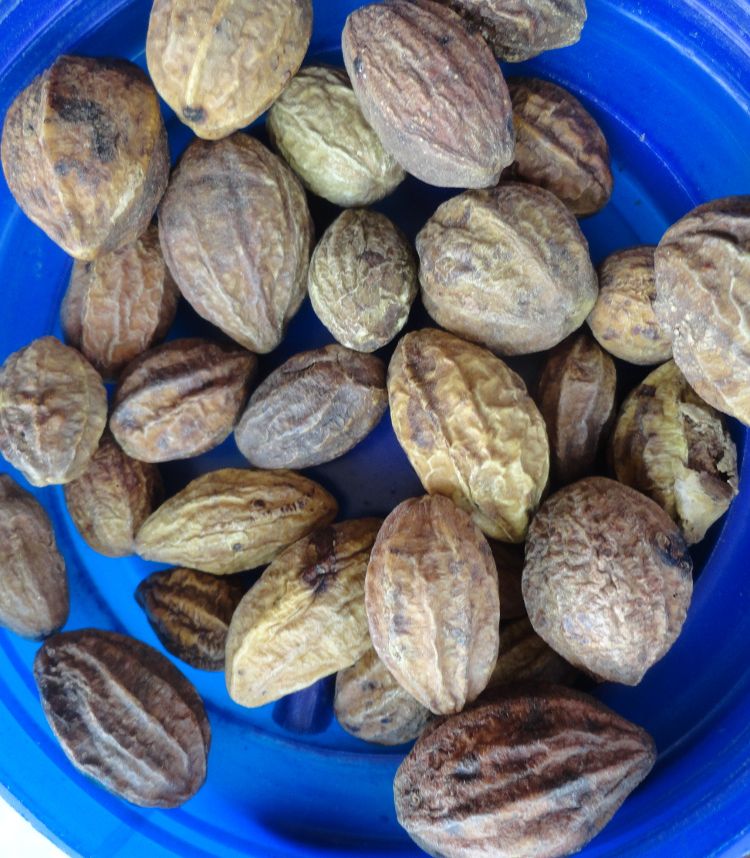 Fruto desecado de chebula. Foto: Bhaskaranaidu (CC)