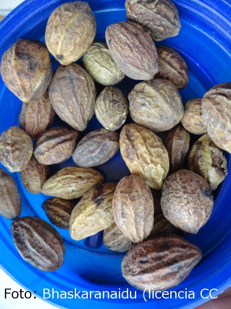 Fruto desecado de chebula. Foto: Bhaskaranaidu (CC)