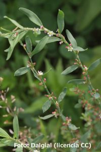 Centinodia