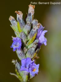 Eficacia del aceite esencial de lavanda en menopausia 